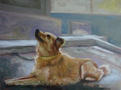 Meu cão