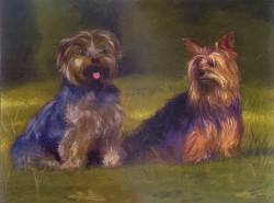 Pequenos Cães - Dominique